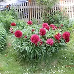 Fedler Blankenburg (Harz)