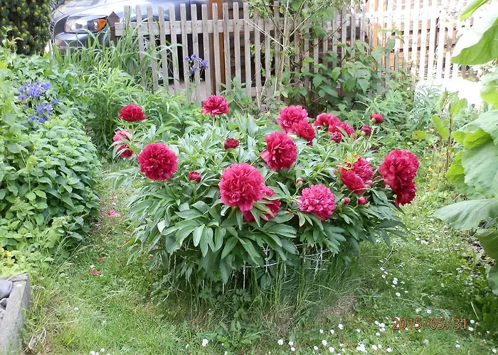 Fedler Blankenburg (Harz)